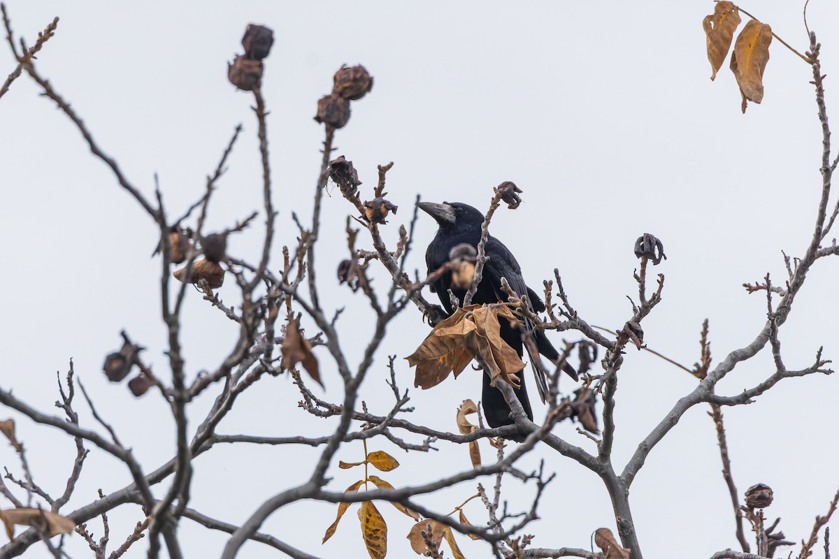 Corbeau freux - ML644591723