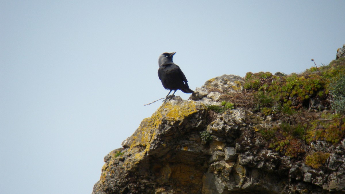 Taccola - ML644591724