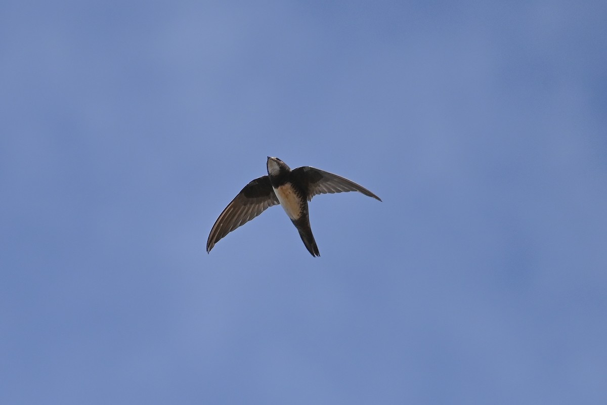 alpeseiler - ML644591730