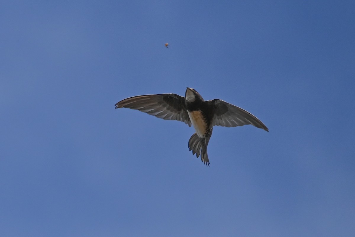 alpeseiler - ML644591731