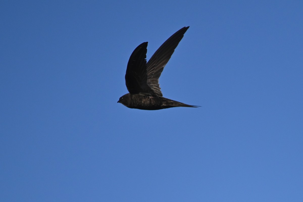 סיס אפריקני - ML644591736