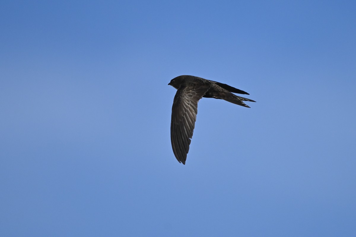 סיס אפריקני - ML644591737