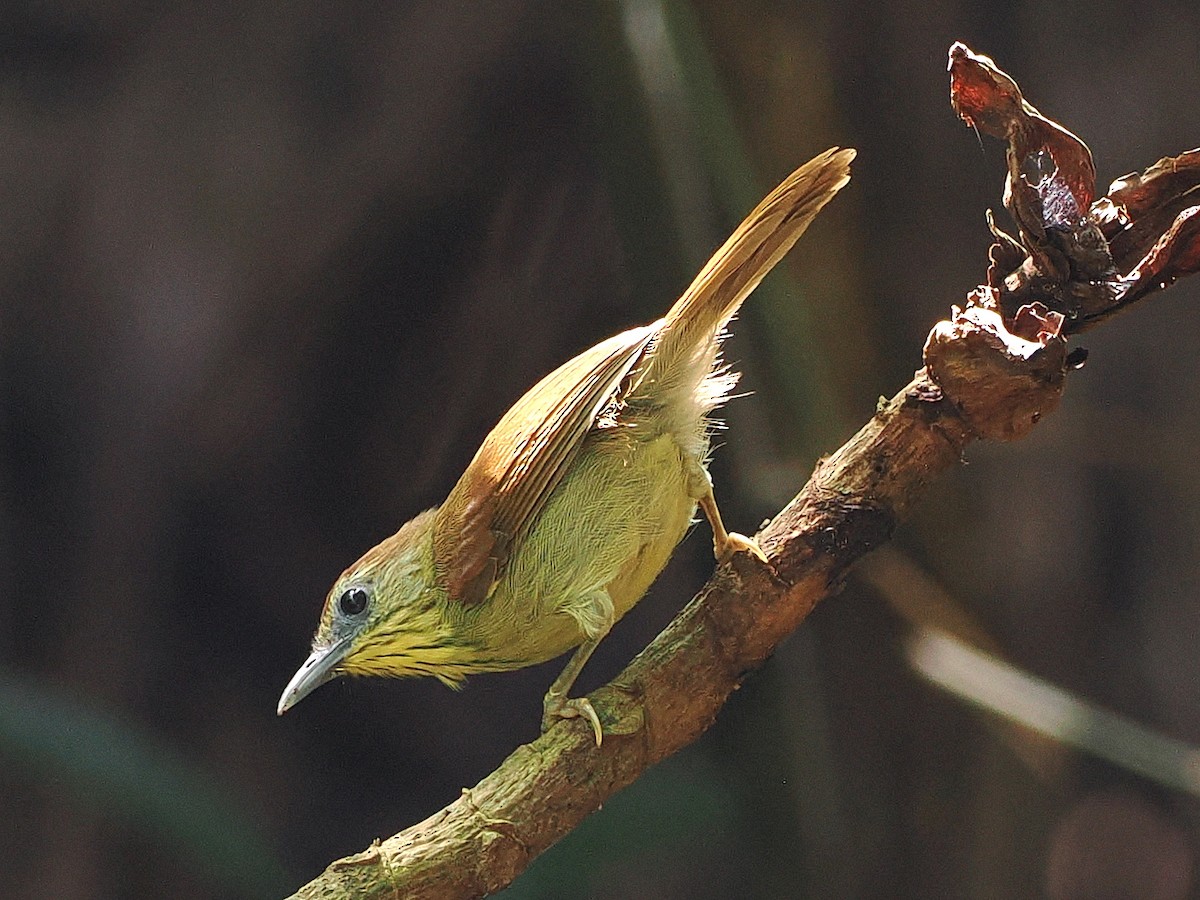 ムナフムシクイチメドリ - ML644591744