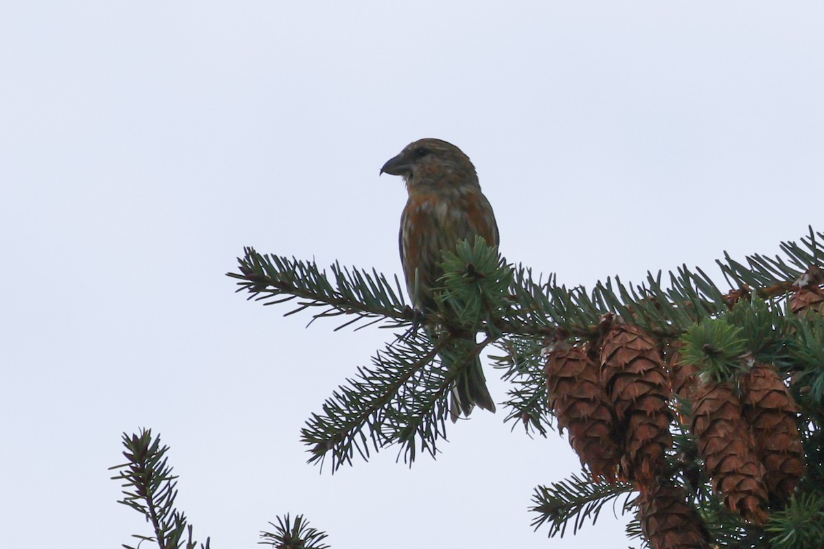 Red Crossbill - ML644591749
