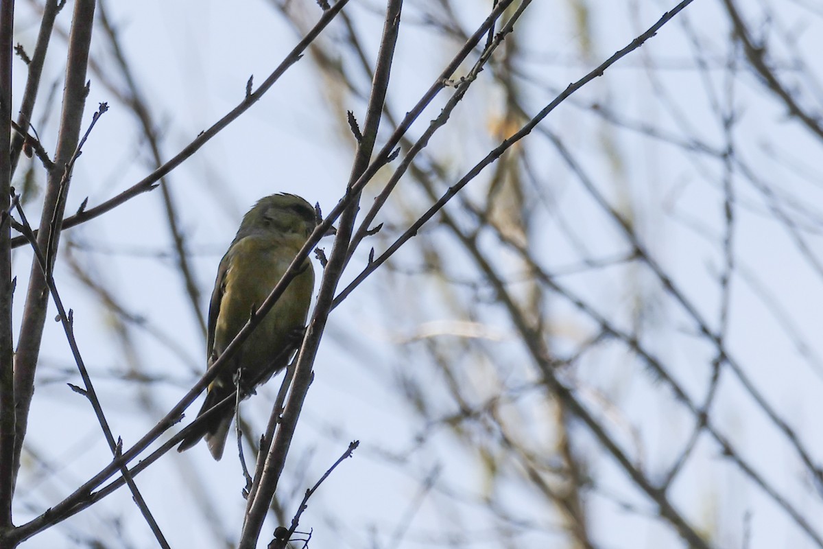 Red Crossbill - ML644591750