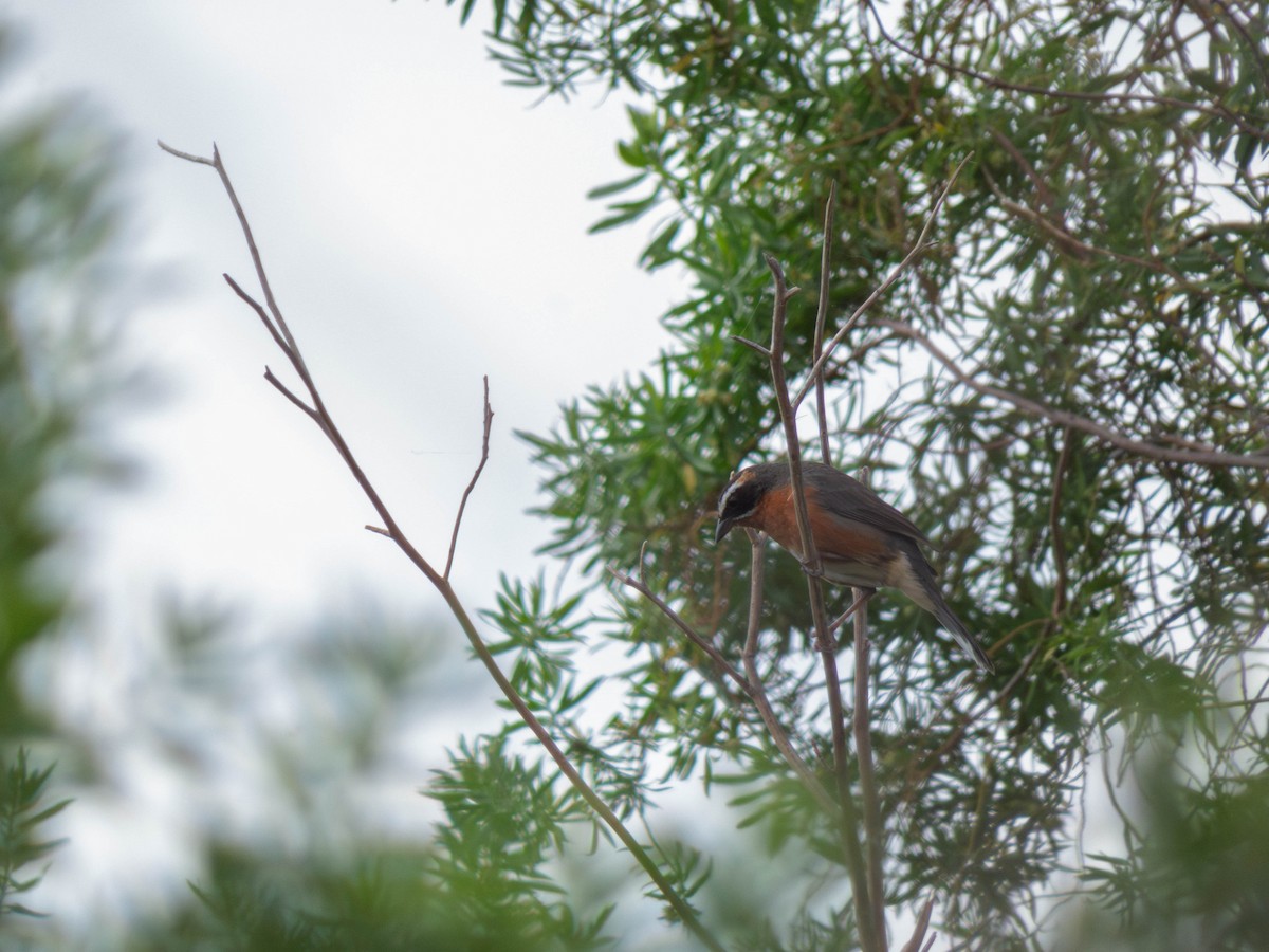 Black-and-rufous Warbling Finch - ML644591758