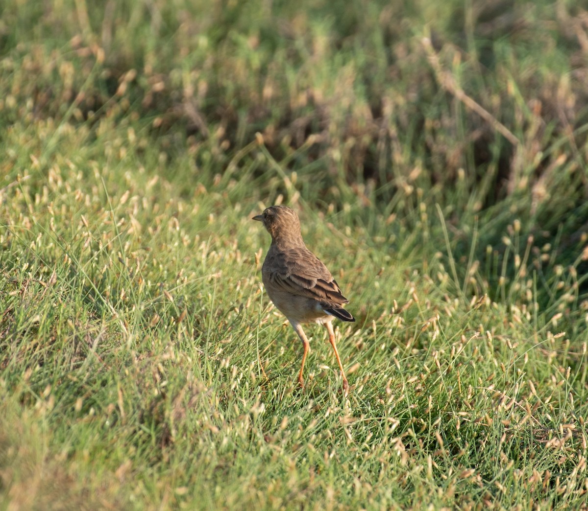 orientpiplerke - ML644591761