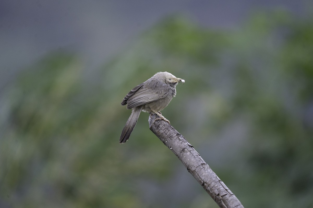 Yellow-billed Babbler - ML644591767