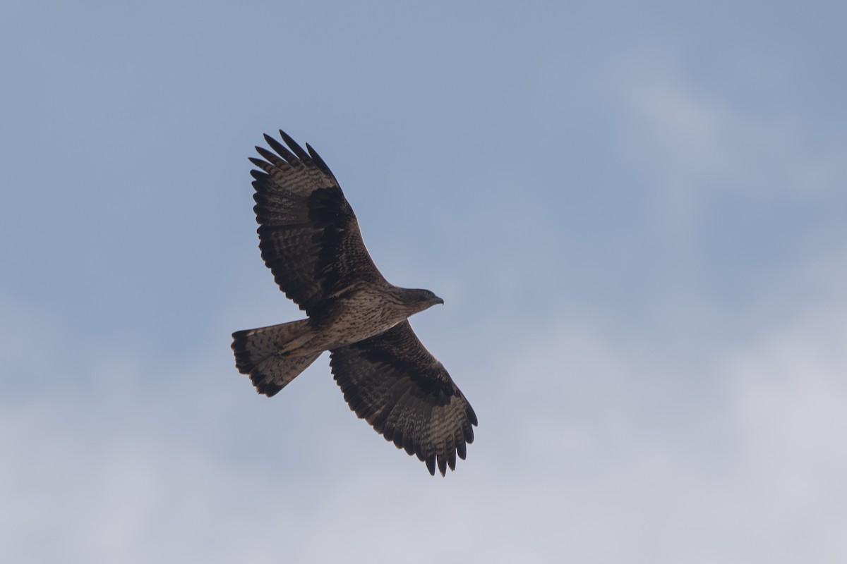 Bonelli's Eagle - ML644591768