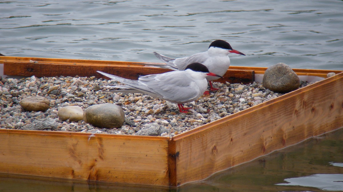 Common Tern - ML644591769