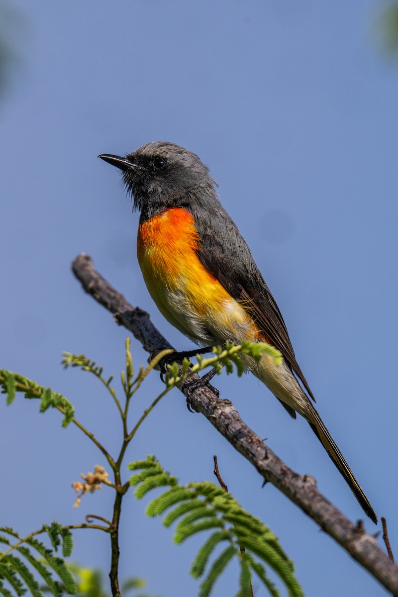 småmønjefugl - ML644591770