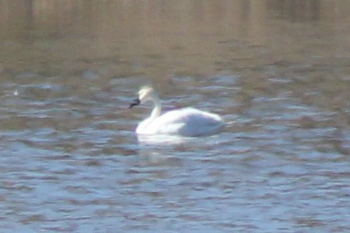 Trumpeter/Tundra Swan - ML644591772