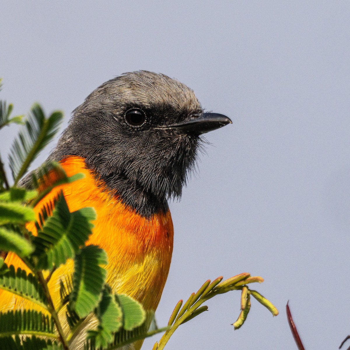 småmønjefugl - ML644591773