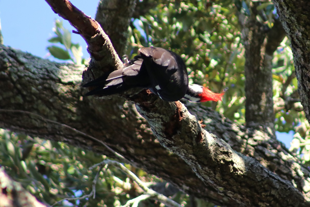 Pileated Woodpecker - ML644591778
