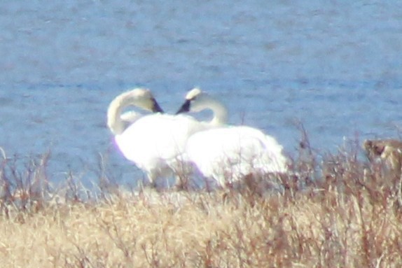 Trumpeter/Tundra Swan - ML644591779