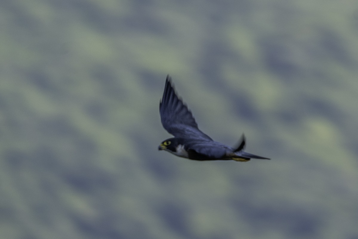 Halcón Peregrino - ML644591781