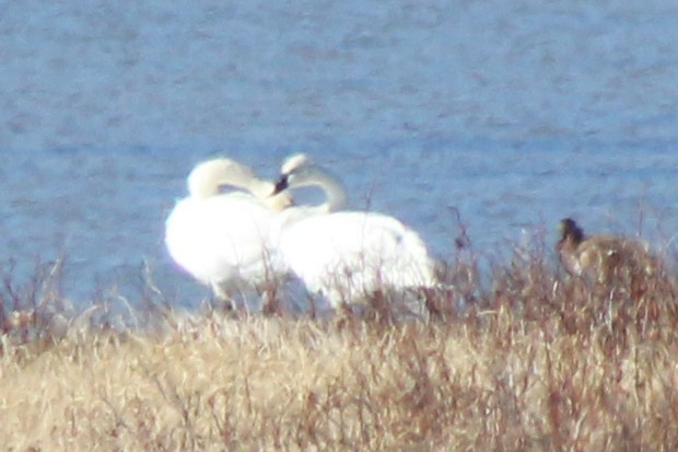 Trumpeter/Tundra Swan - ML644591782