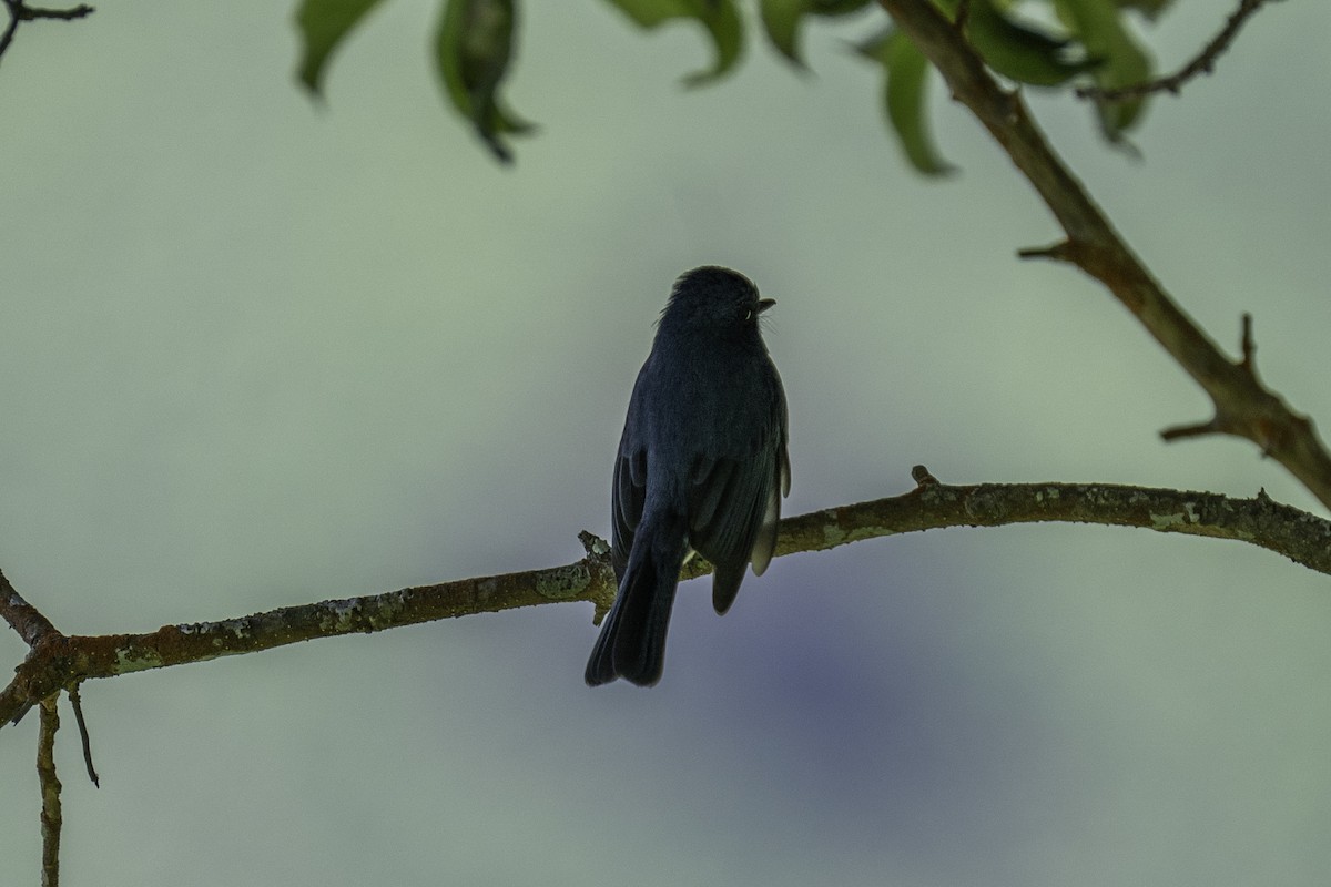 Papamoscas de Los Nilgiri - ML644591786