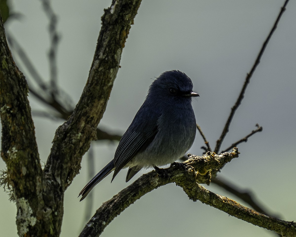 Papamoscas de Los Nilgiri - ML644591787