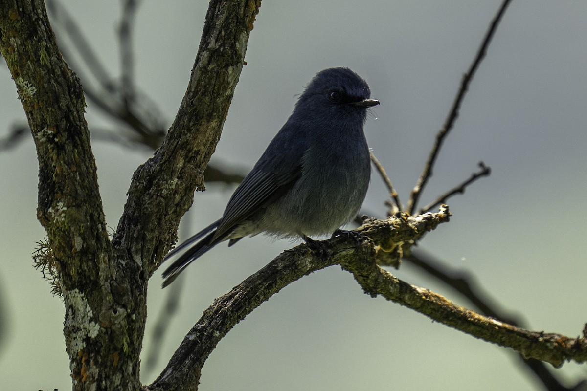 Papamoscas de Los Nilgiri - ML644591788