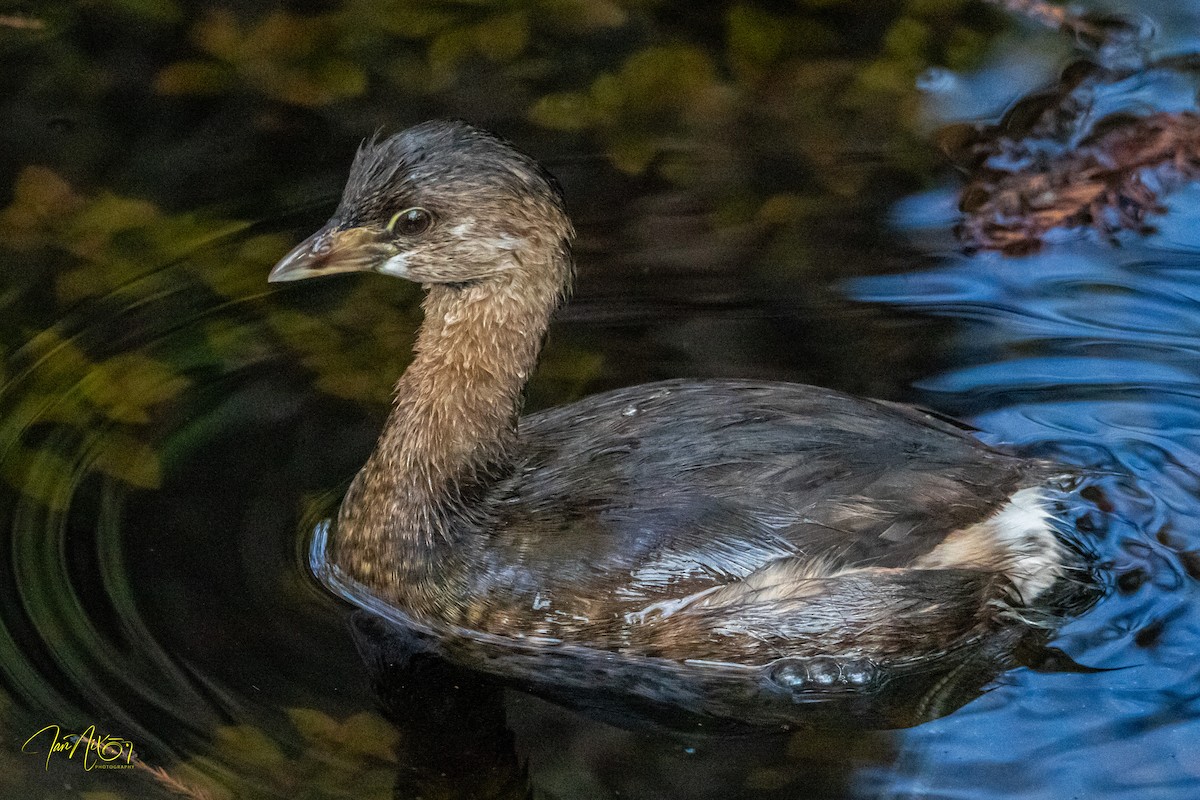 Kalın Gagalı Batağan - ML644591790