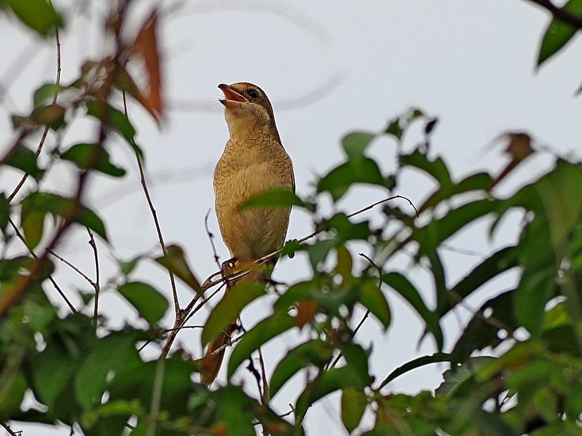 紅尾伯勞 - ML644591791