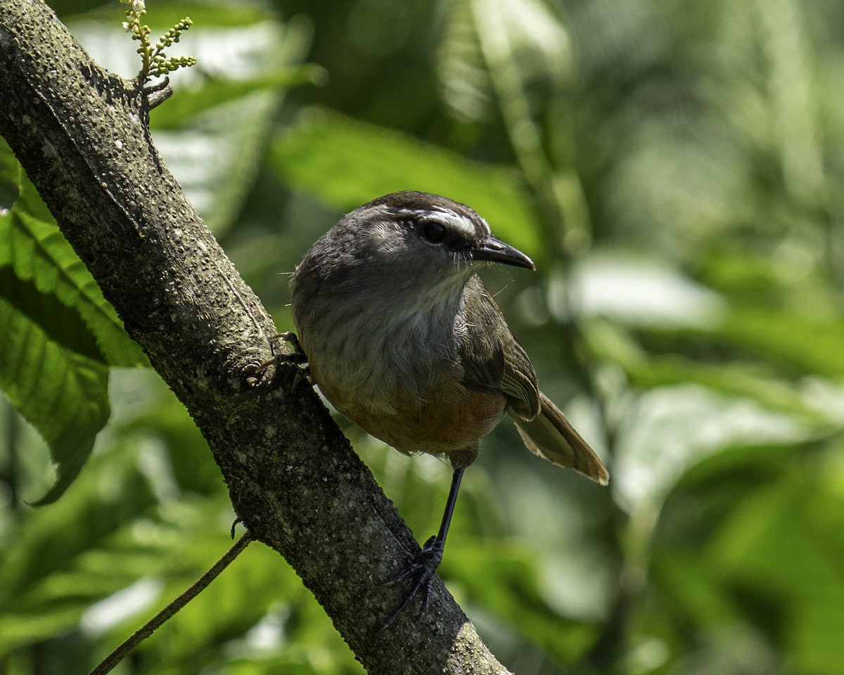 Charlatán de Palani - ML644591802