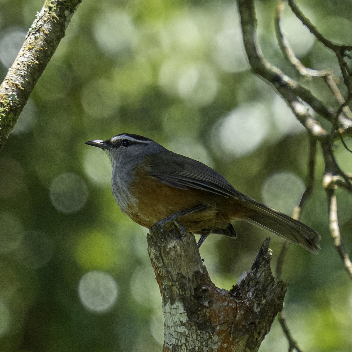 Charlatán de Palani - ML644591803