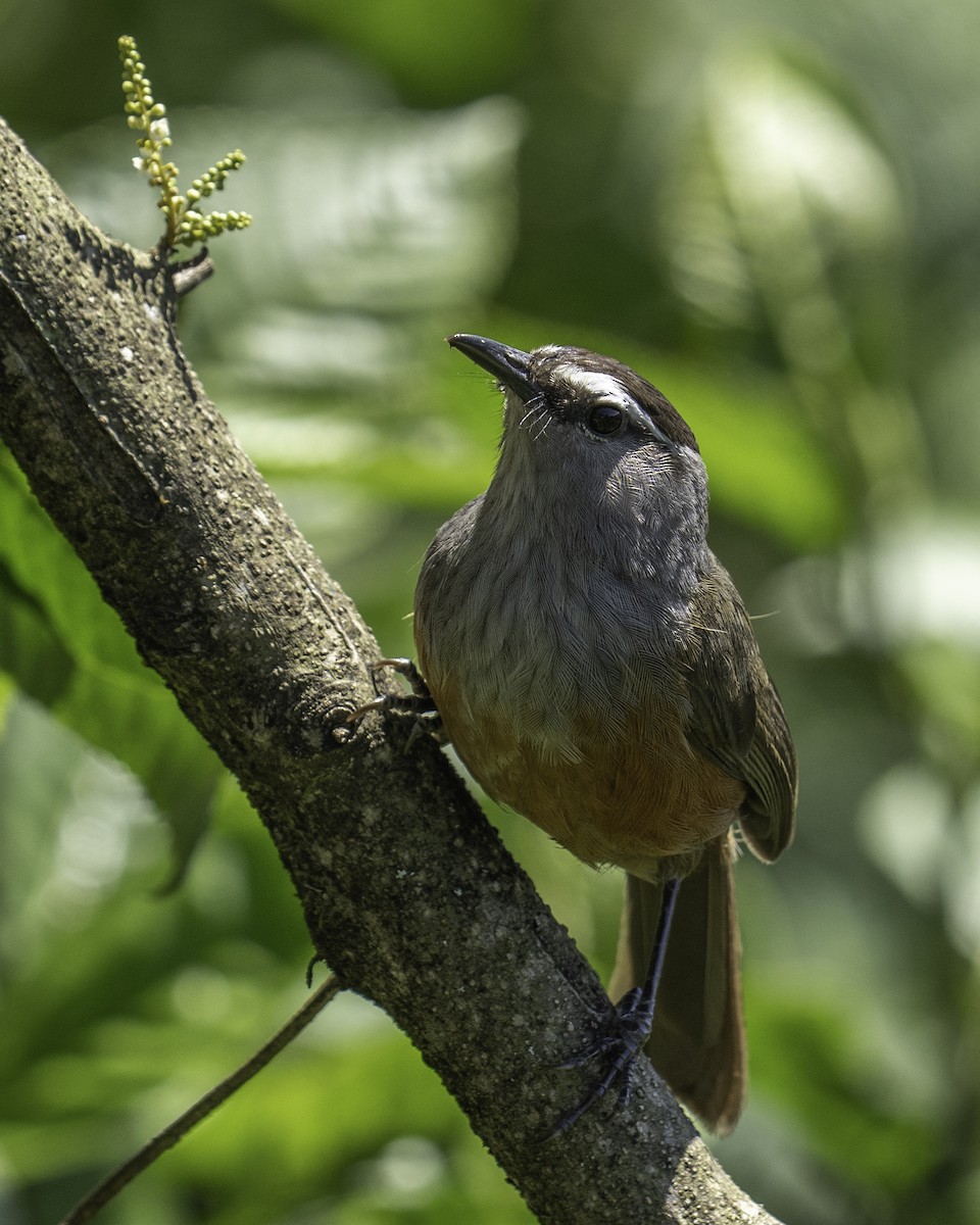 Charlatán de Palani - ML644591804