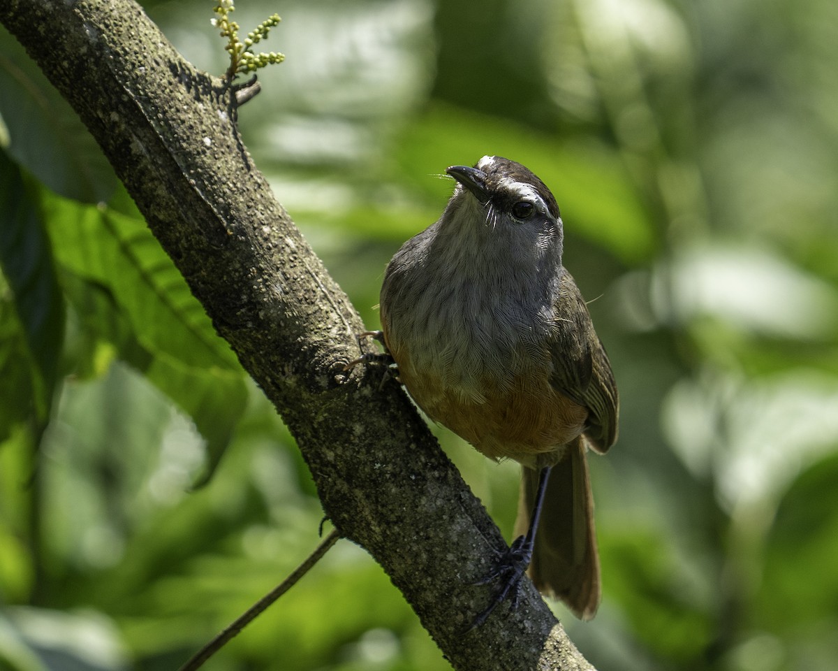 Charlatán de Palani - ML644591805