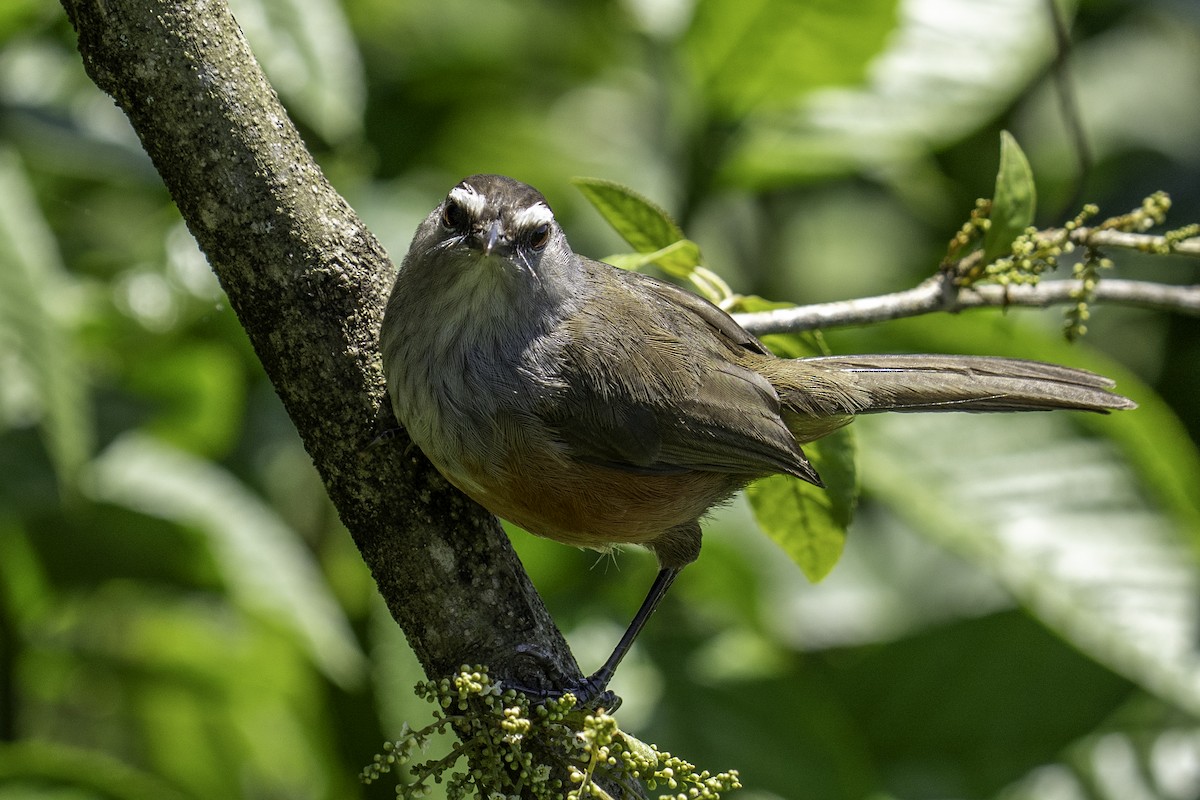 Charlatán de Palani - ML644591806