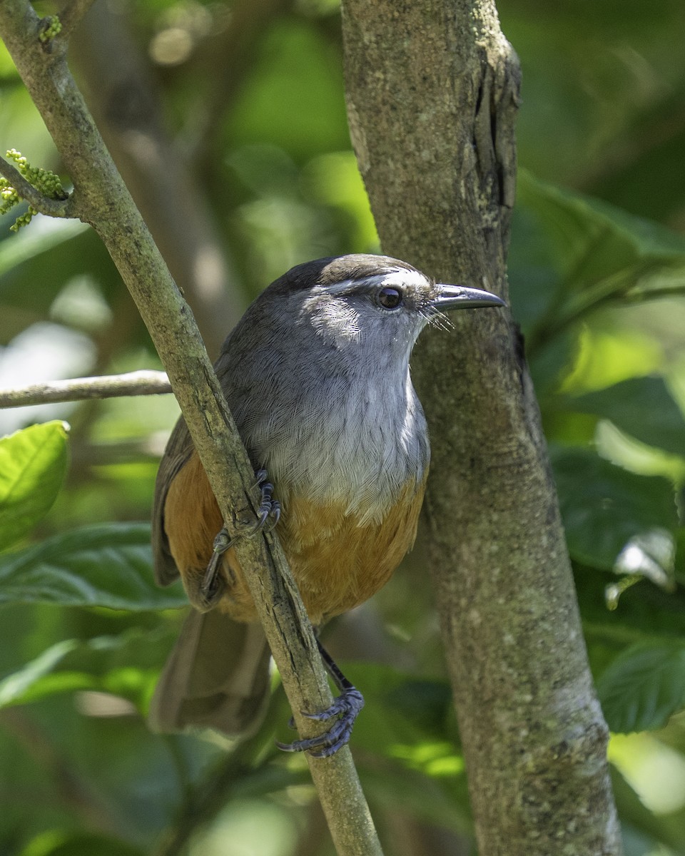 Charlatán de Palani - ML644591807