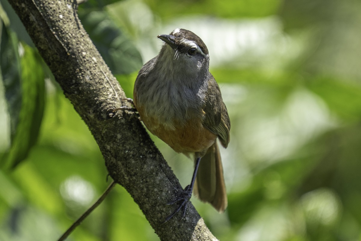 Charlatán de Palani - ML644591808