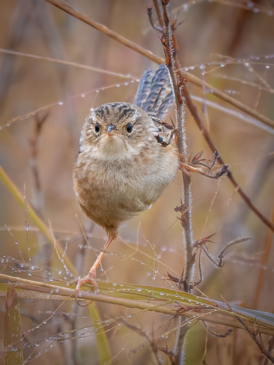 Тростниковый крапивник - ML644591809