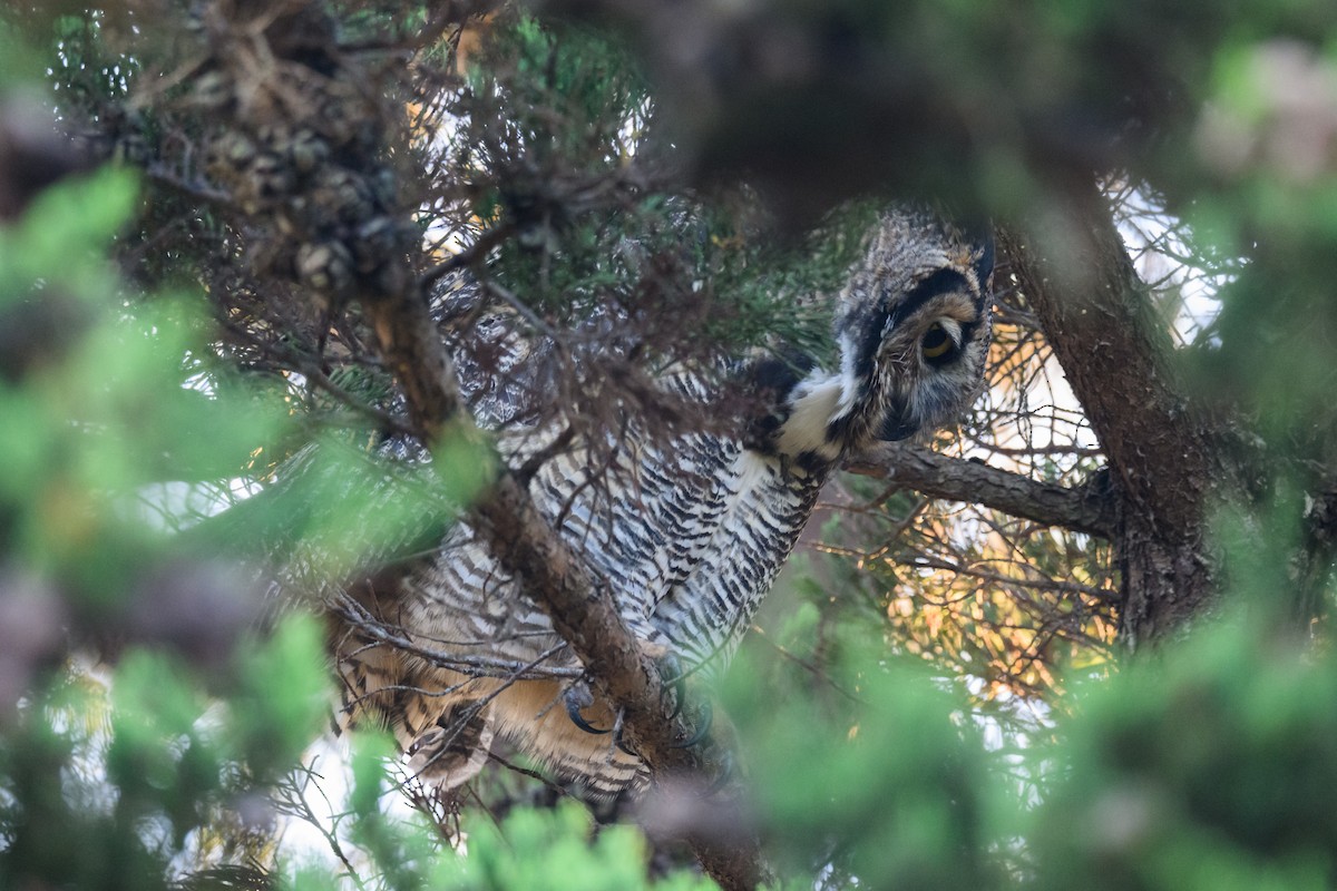 amerikahubro - ML644591811