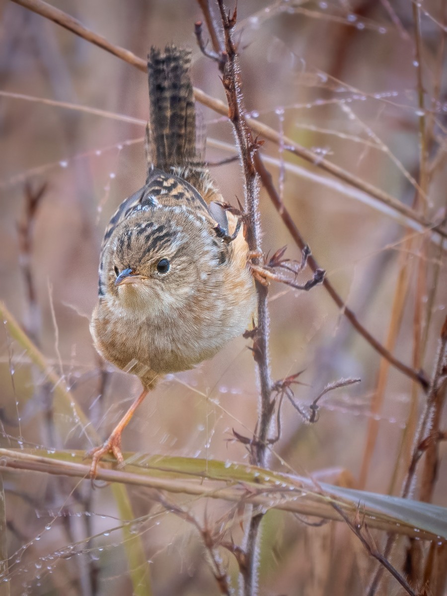 Тростниковый крапивник - ML644591814