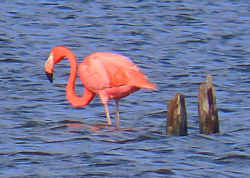 American Flamingo - ML644591818