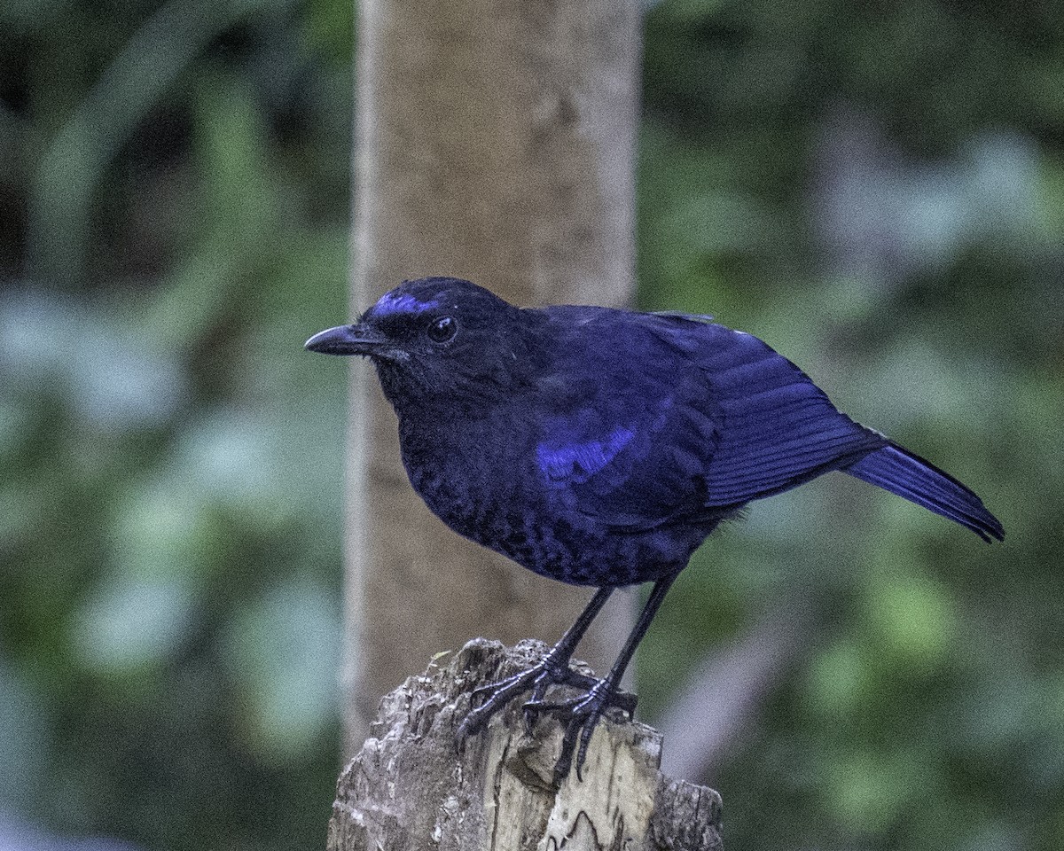 Arrenga Indio - ML644591821