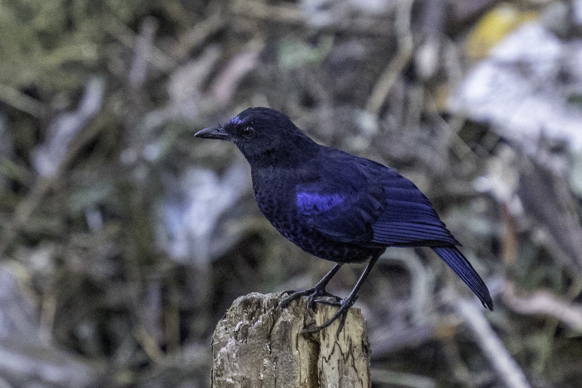 Arrenga Indio - ML644591822