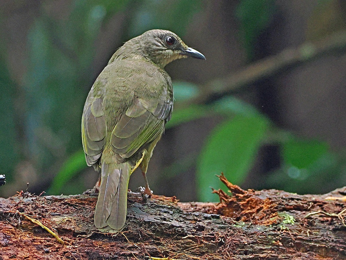 Olive-winged Bulbul - ML644591823