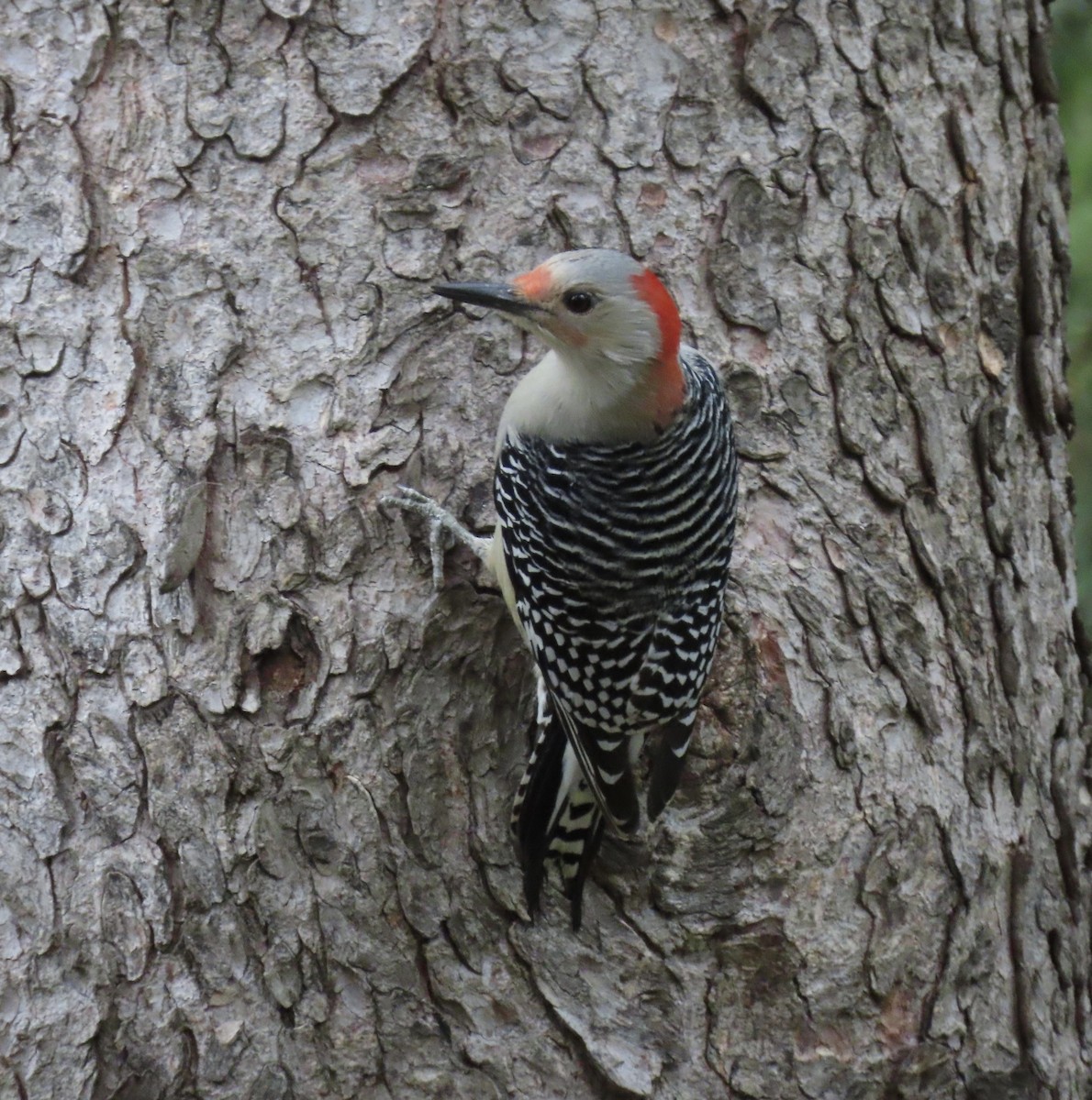 Carolinaspecht - ML644591828