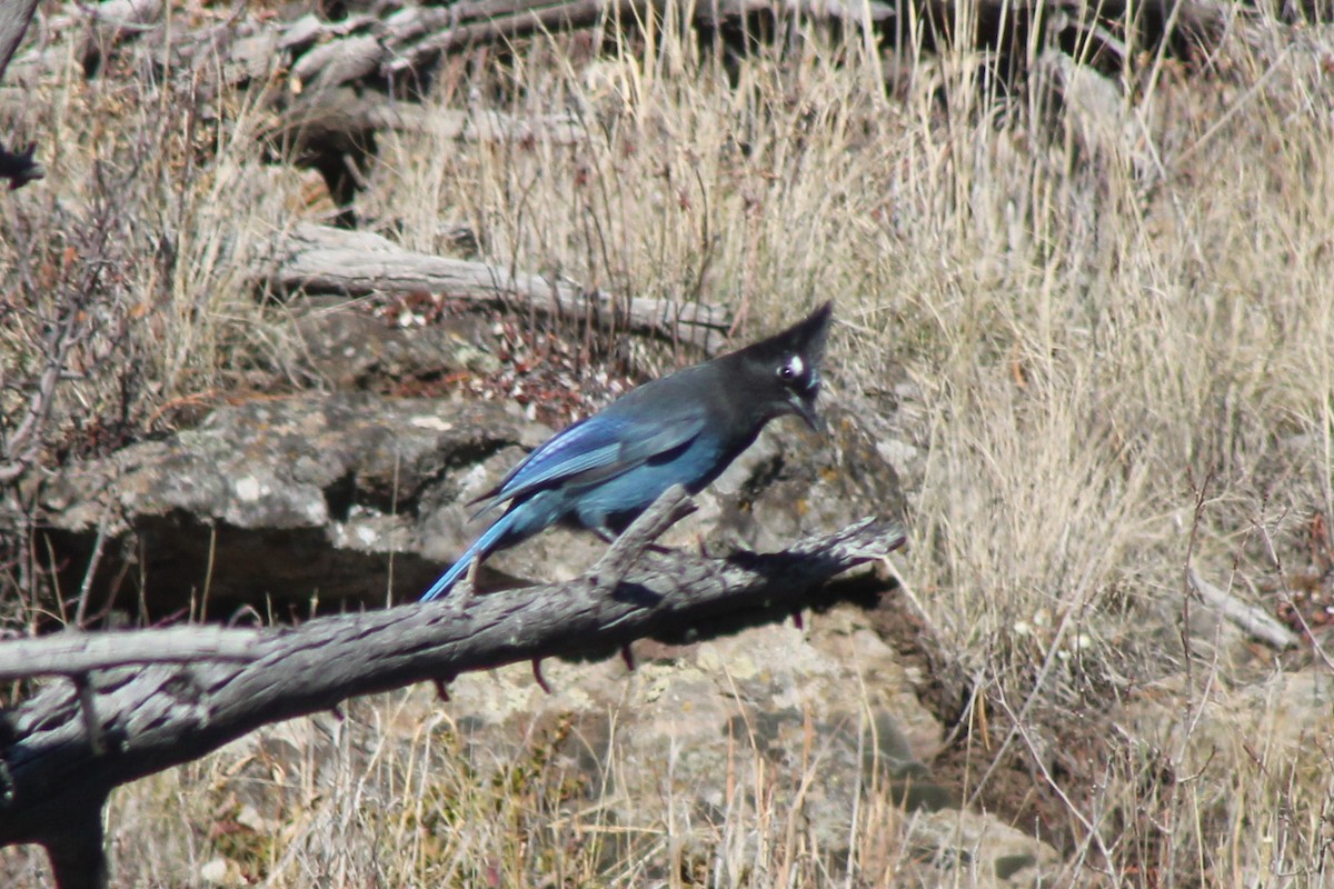 Steller's Jay - ML644591844