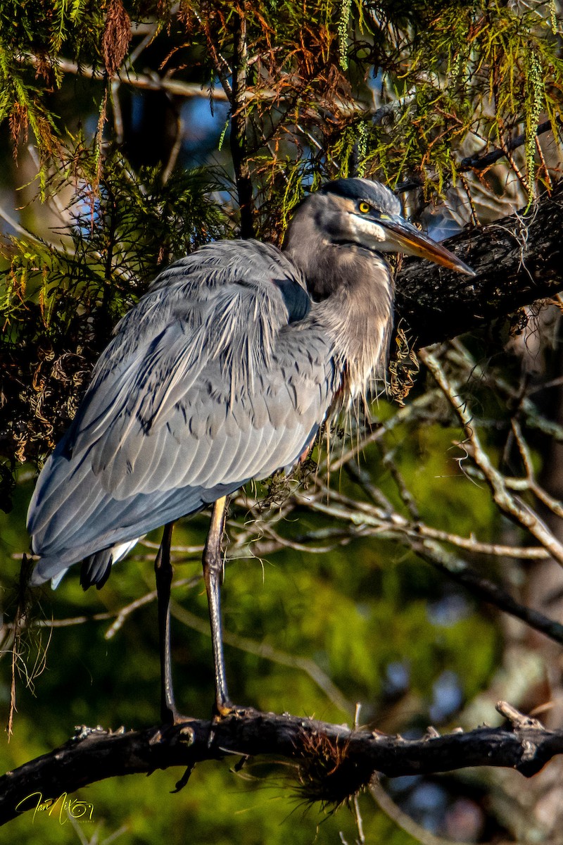 Amerika Gri Balıkçılı - ML644591845