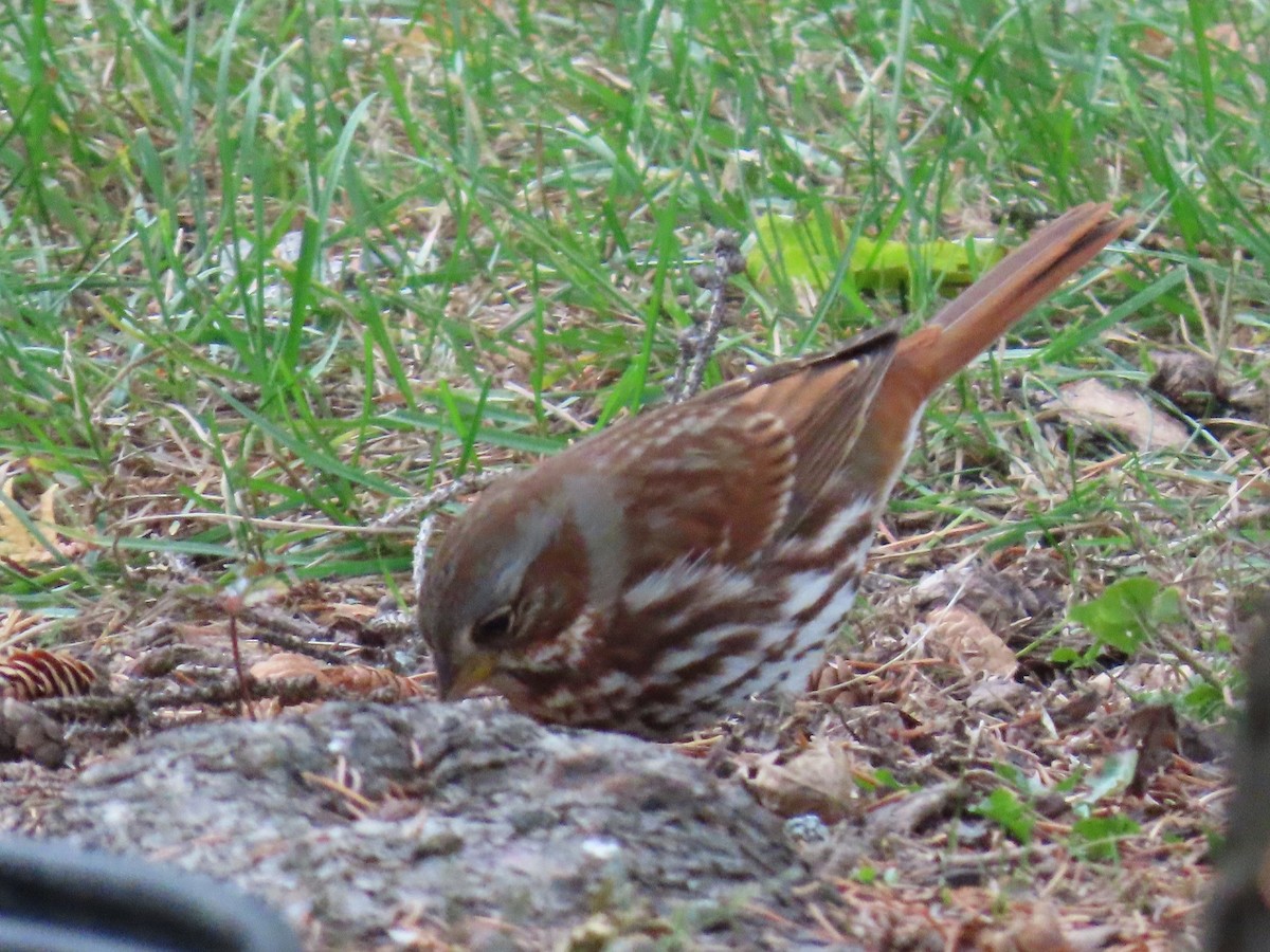strnadec kaštanový (ssp. iliaca/zaboria) - ML644591846