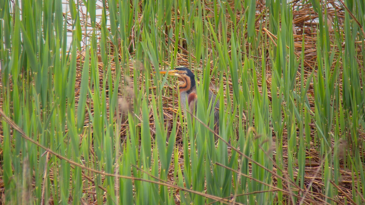 ムラサキサギ - ML644591848