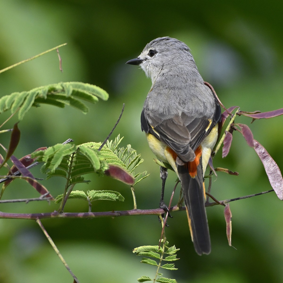 Zwergmennigvogel - ML644591851