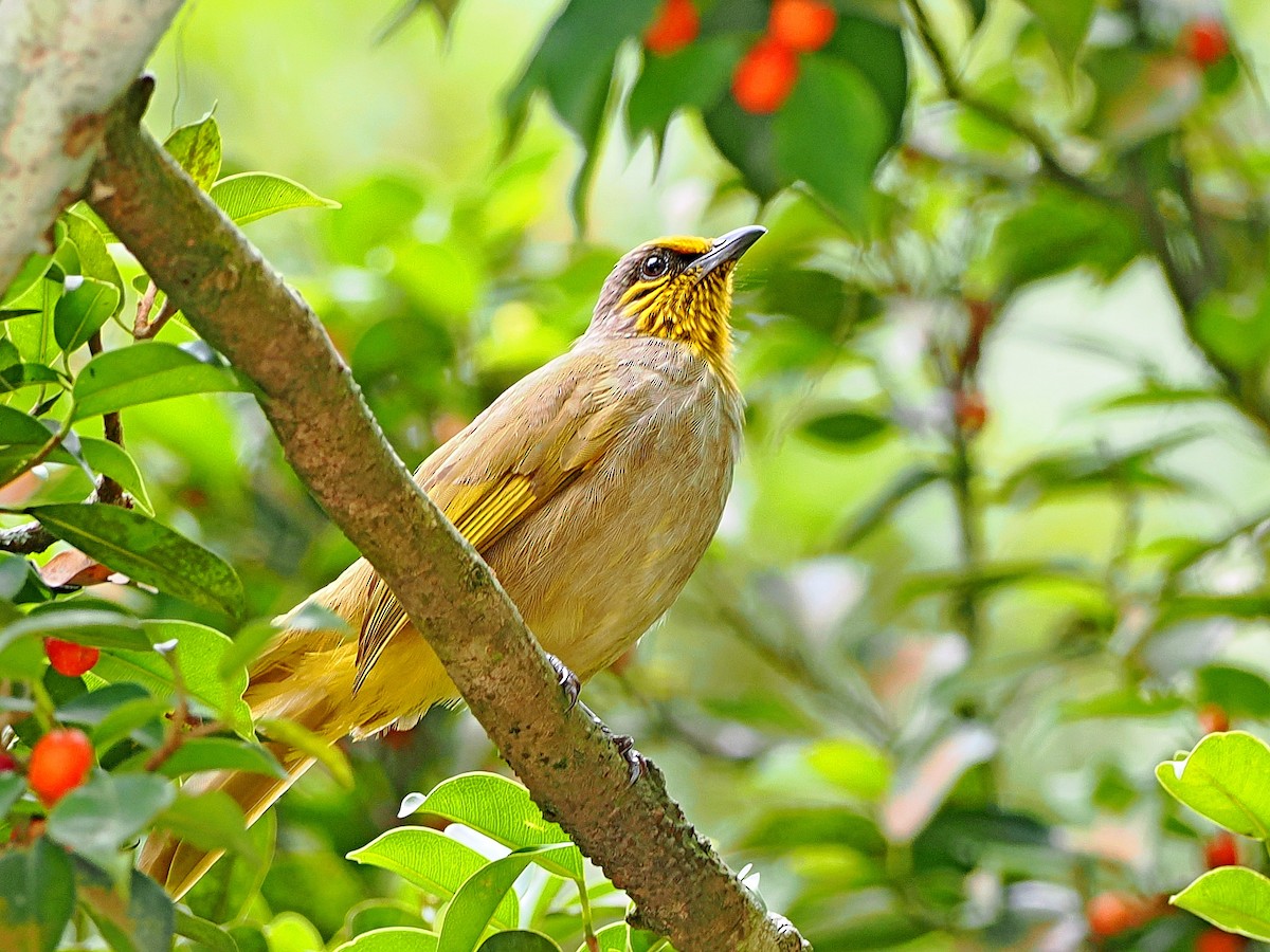 Stripe-throated Bulbul - ML644591852