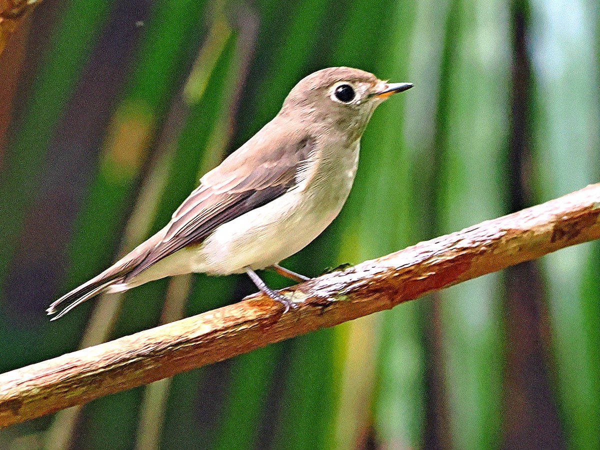 寬嘴鶲 - ML644591865