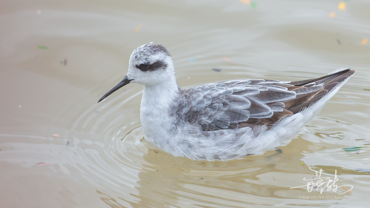 svømmesnipe - ML644591867