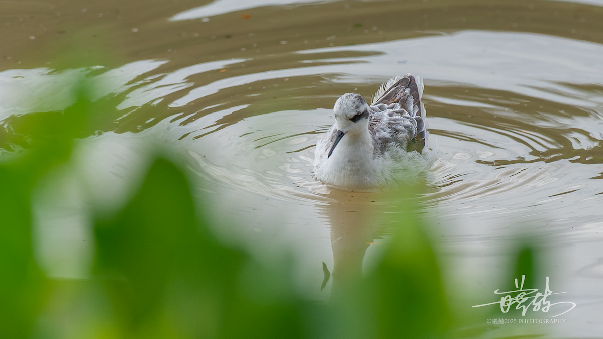 svømmesnipe - ML644591868